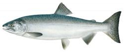 Pink Salmon transparent PNG - StickPNG
