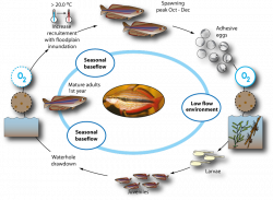 Life cycle of Rainbowfish (Melanotaenia splendida) (Department of ...
