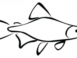 Salmon Fish Drawing | Free download best Salmon Fish Drawing ...