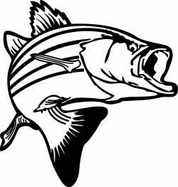 Largemouth bass Bass fishing Clip art - Salmon Cliparts png ...