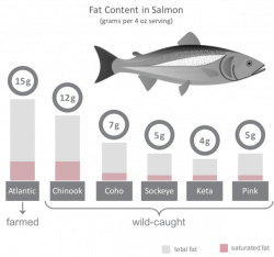 Salmon: wild versus farmed | Feed Them Wisely