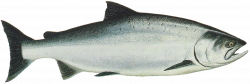 King Salmon Chinook salmon Sockeye salmon Chum salmon - SALMON 2141 ...