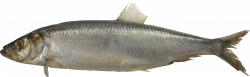 Fish PNG image, free download