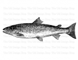 Printable Salmon Clip Art Vintage Fish Illustration Digital Stamp Transfer  Image