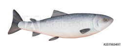 Atlantic salmon watercolor illustration. One single fish ...