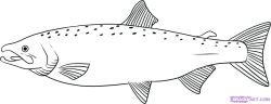 salmon coloring pages how to draw a salmon step 6 salmon ...