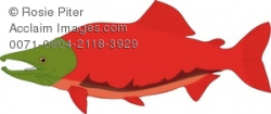 Clipart Illustration of a Realistic Sockeye Salmon