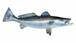 Fish PNG Image - PurePNG | Free transparent CC0 PNG Image Library