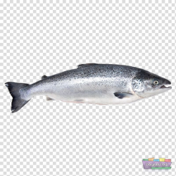 Iridescent shark Fish Atlantic salmon Basa, SALMON ...