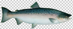 Sardine Coho Salmon Trout Atlantic Salmon PNG, Clipart ...