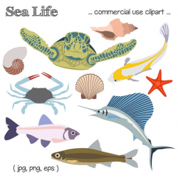 Sea Life Clipart, Beach Clipart, Fish Clipart, Sea Turtle Clipart, Seashell  Clipart, Ocean Clipart, Crab Clipart, Digital Download