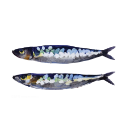 Sardine European pilchard Fish Clip art - Hand painted fish material ...