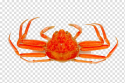 Dungeness crab Seafood Crab meat, Red crab transparent ...