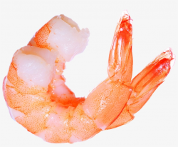 Free Library Seafood Clipart Dancing Shrimp - Shrimp Png ...