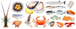 Seafood Free Vector Art - (28,246 Free Downloads)