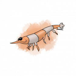 Krill Drawing at GetDrawings.com | Free for personal use Krill ...