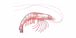 Shrimps Transparent PNG Pictures - Free Icons and PNG Backgrounds