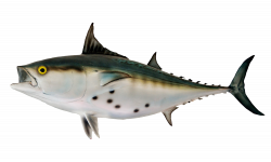 Bonito Fish PNG Image - PurePNG | Free transparent CC0 PNG Image Library