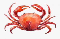 Seafood Drawing Red Crab - Red Crab White Background ...