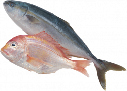 Sardine Fish products Forage fish Clip art - fish 1024*737 ...