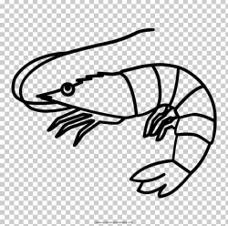 Fish Drawing Shrimp Caridea PNG, Clipart, Animals, Arm, Art ...