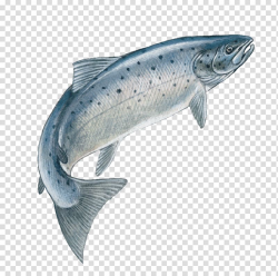 Silver fish illustration, Atlantic salmon Drawing Trout ...