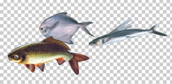 Fish As Food Fish Steak Seafood PNG, Clipart, Aquatic ...