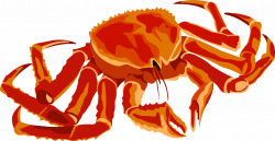 Decapoda,Art,Crustacean PNG Clipart - Royalty Free SVG / PNG