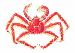 Crab Clipart Crab Food - Japanese Spider Crab Labeled - crab ...