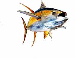 Pin by Johan Stenborg on Yellowfin tuna | Pinterest | Yellowfin tuna