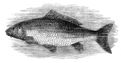 black and white clip art, vintage fish clipart, salmon image ...