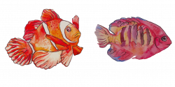 Watercolor painting Clownfish - Watercolor FISH painting 1502*757 ...