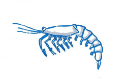 Zooplankton Drawing at GetDrawings.com | Free for personal ...