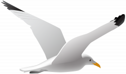 Seagull PNG Clip Art Image | Gallery Yopriceville - High-Quality ...