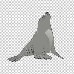 Earless Seal Sea Lion PNG, Clipart, Animal, Animal Show ...