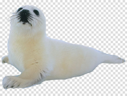 Climope Earless seal Sea lion Aquatic animal, transparent ...