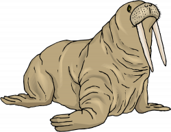 19 Walrus clipart arctic fish HUGE FREEBIE! Download for PowerPoint ...