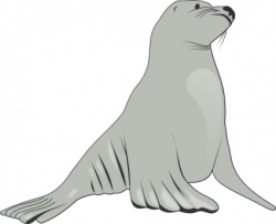 Arctic seal clipart - Clip Art Library