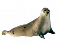 Harbor seal animal PNG images free download