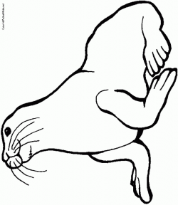 Free Baby Seal Coloring Pages, Download Free Clip Art, Free ...