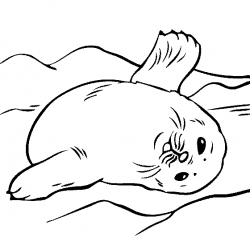 Free Cute Seal Coloring, Download Free Clip Art, Free Clip ...