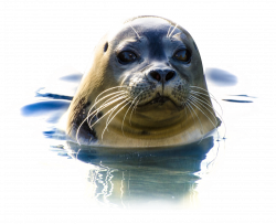 Seal In Water PNG Image - PngPix