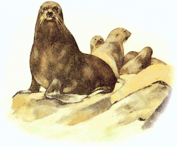 Free Fur Seal Clipart - Clip Art Image 1 of 4