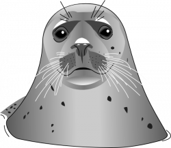 Gray Seal Clip Art at Clker.com - vector clip art online, royalty ...