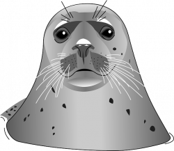 19 Harbor Seal - Stickers | PNG
