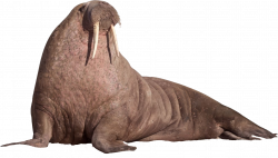 Walrus Sitting On The Ground PNG Image - PurePNG | Free transparent ...