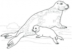 Leopard Seal Clipart printable 2 - 480 X 405 Free Clip Art ...