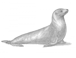 How to Draw a Seal (Sea Lion)