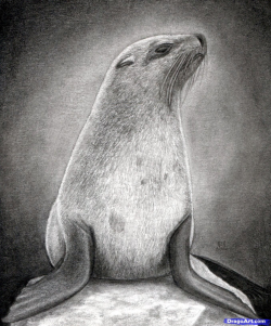 How to Draw a Realistic Seal, Cape Fur Seal | HARP SEALS ...