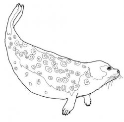 Ringed Seal coloring page | Free Printable Coloring Pages
